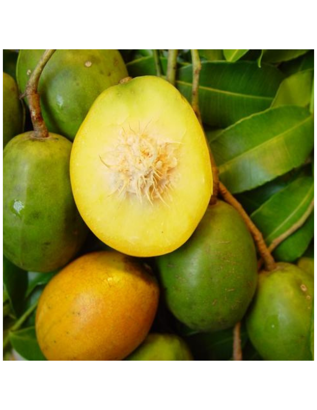 PRUNES CYTHÈRES FRAÎCHES / MANGA SENDE / LOUKHOURÉ (1LB)