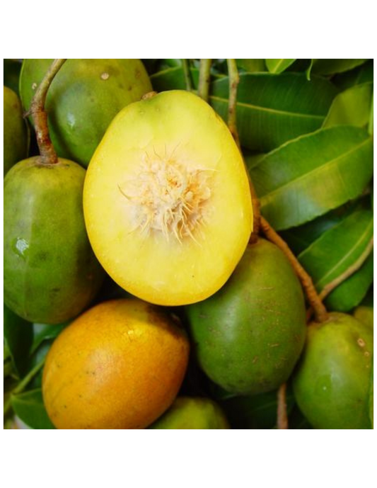 PRUNES CYTHÈRES FRAÎCHES / MANGA SENDE / LOUKHOURÉ (1LB)